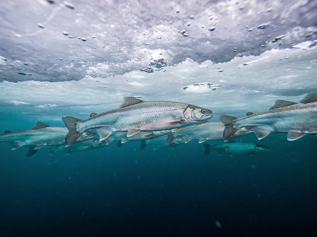 Arctic Char