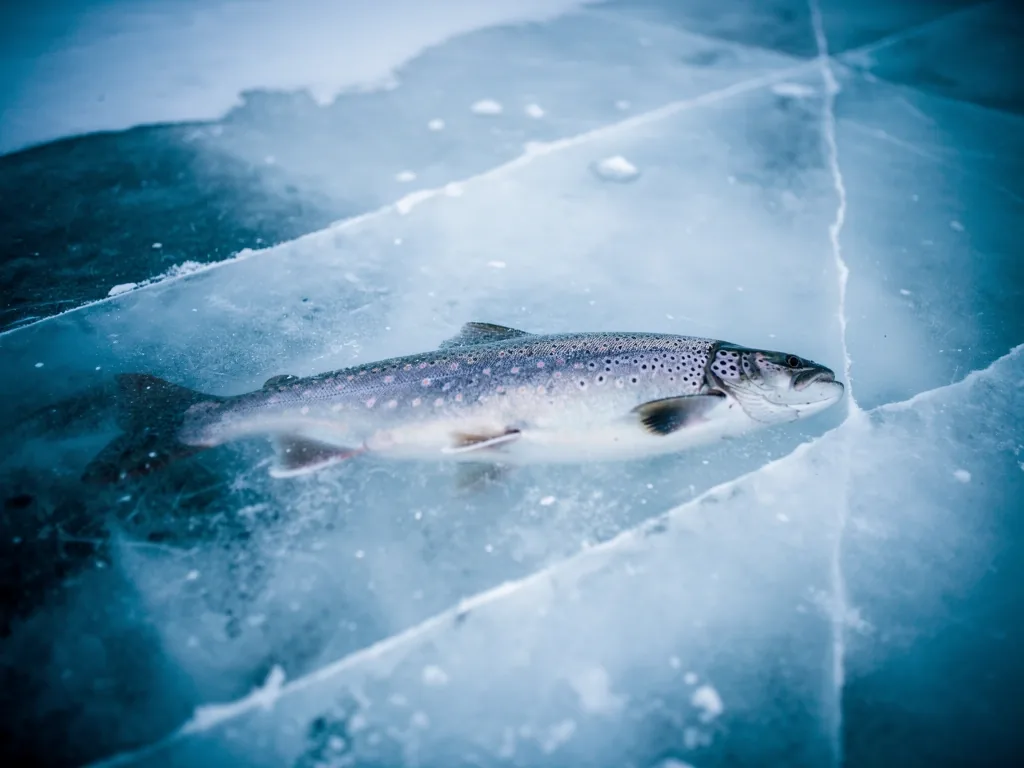 Arctic Char